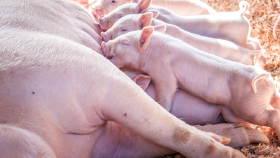 Учёные Уганды нашли решение для улучшения продуктивности свиней